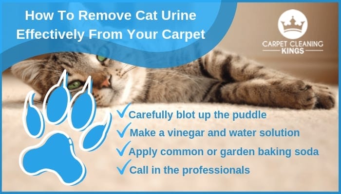 How To Remove Cat Urine Effectively From Your Carpet