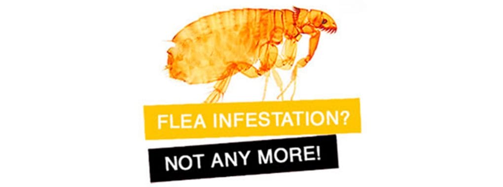 Pest Management and Control Flea Treatment Banner