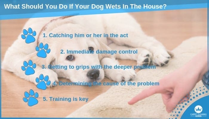 What Should You Do If Your Dog Wets In The House_