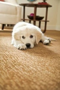 Carpet Cleaning With Pets