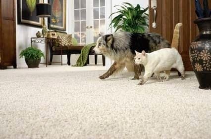 Pets on the Carpet