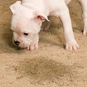 urine pet stain removal for carpets