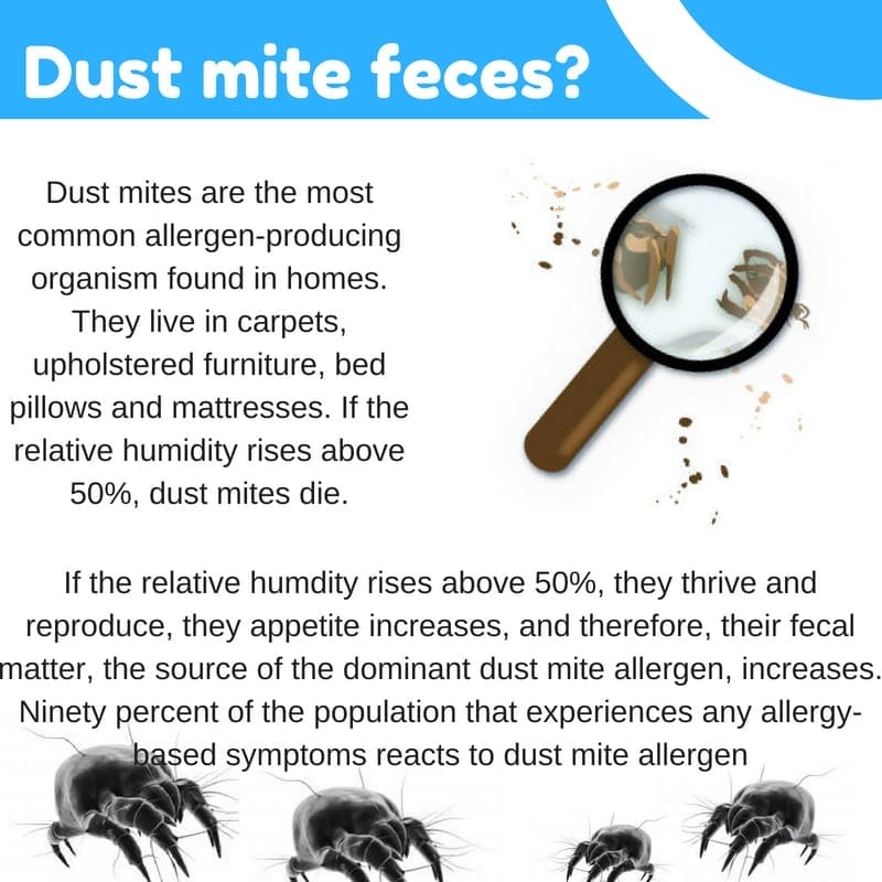 Dust mite feces_