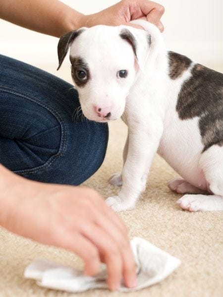Best 7 Tips to Remove Pet Stains and Odour from Carpet